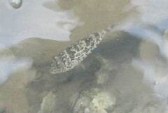 Sphoeroides greeleyi