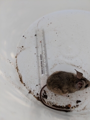 Peromyscus truei