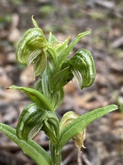 Pterostylis sanguinea