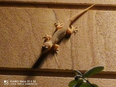 Hemidactylus bowringii