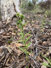 Pterostylis sanguinea