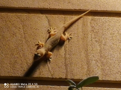Hemidactylus bowringii