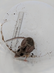 Peromyscus truei