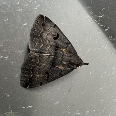 Phalaenostola hanhami