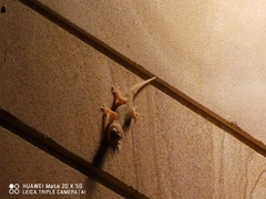 Hemidactylus bowringii