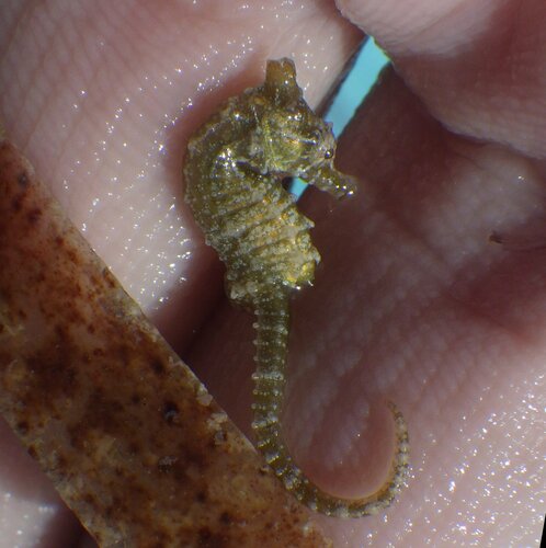 Dwarf seahorse (Hippocampus zosterae) — Syngnathidae — 5