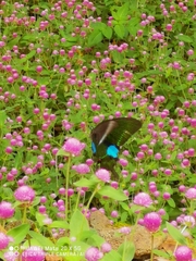 Papilio paris