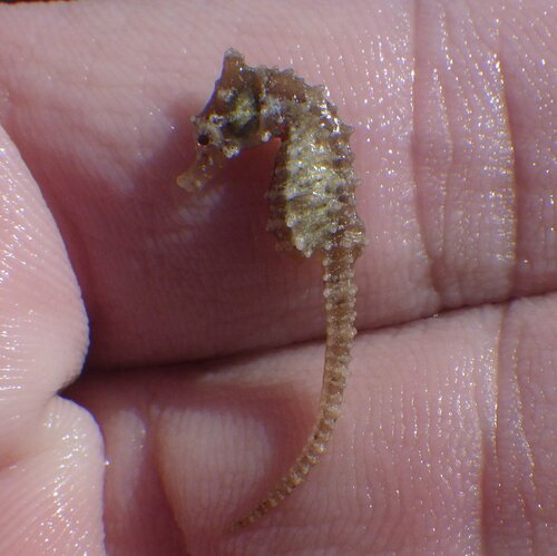 Dwarf seahorse (Hippocampus zosterae) — Syngnathidae