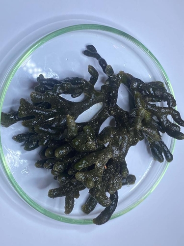 Codium isthmocladum observed 2022-08-05