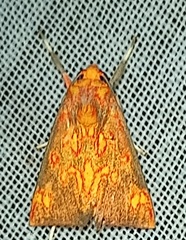 Melese flavimaculata