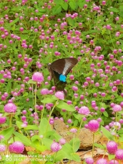 Papilio paris