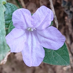 Ruellia prostrata