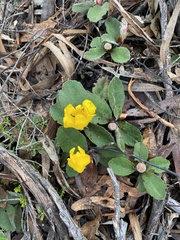 Hibbertia lasiopus