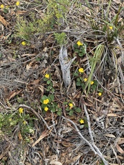 Hibbertia lasiopus
