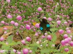 Papilio paris