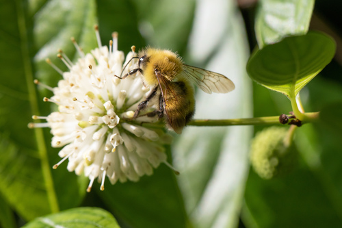 Perplexing Bumble Bee photo 4