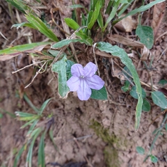 Ruellia prostrata