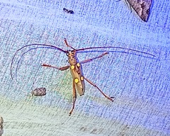 Eburia pedestris