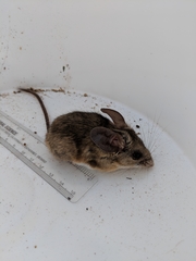 Peromyscus truei