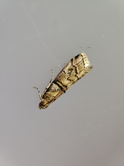 Acrobasis romanella