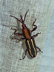 Arrhenodes