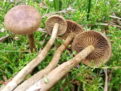 Cortinarius huronensis
