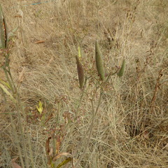 Oncopeltus fasciatus