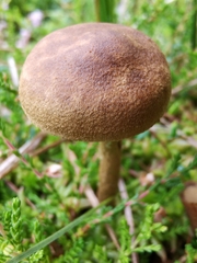 Cortinarius huronensis