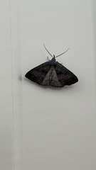 Phalaenostola hanhami