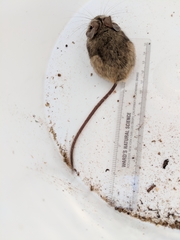 Peromyscus truei
