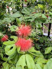 Calliandra tergemina