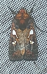 Calymniodes