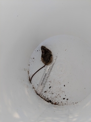 Peromyscus truei