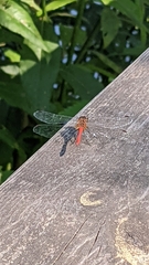 Sympetrum sanguineum