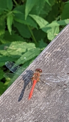 Sympetrum sanguineum