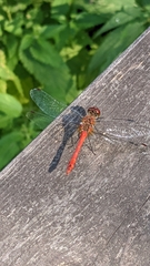 Sympetrum sanguineum