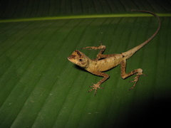 Anolis tandai