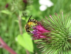 Lasioglossum laevigatum