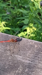 Sympetrum sanguineum
