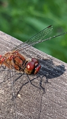 Sympetrum sanguineum