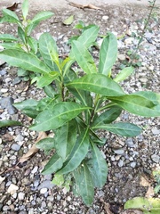 Solanum diphyllum