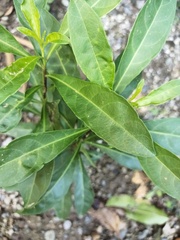 Solanum diphyllum