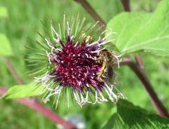 Lasioglossum laevigatum