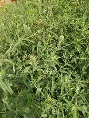 Eupatorium serotinum