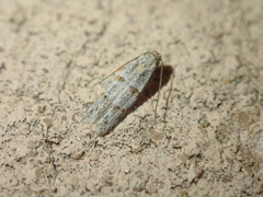 Symmocoides oxybiella