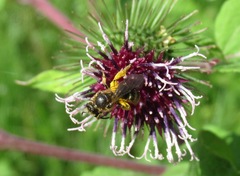Lasioglossum laevigatum