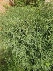 Eupatorium serotinum