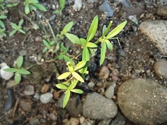 Magnoliopsida