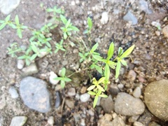 Magnoliopsida