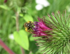 Lasioglossum laevigatum